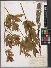 Foto von Salix aurita L. x Salix purpurea L.